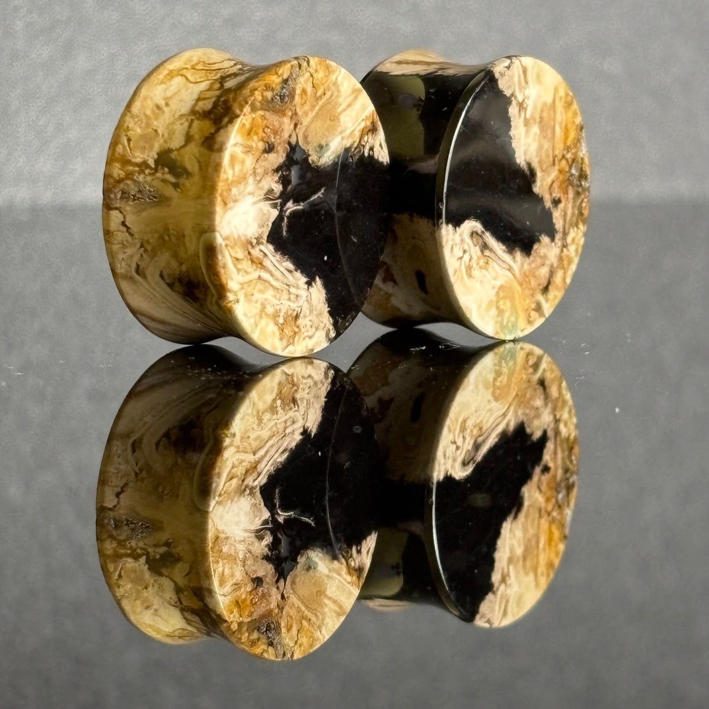 7/8" / 22mm Petrified Palm Root