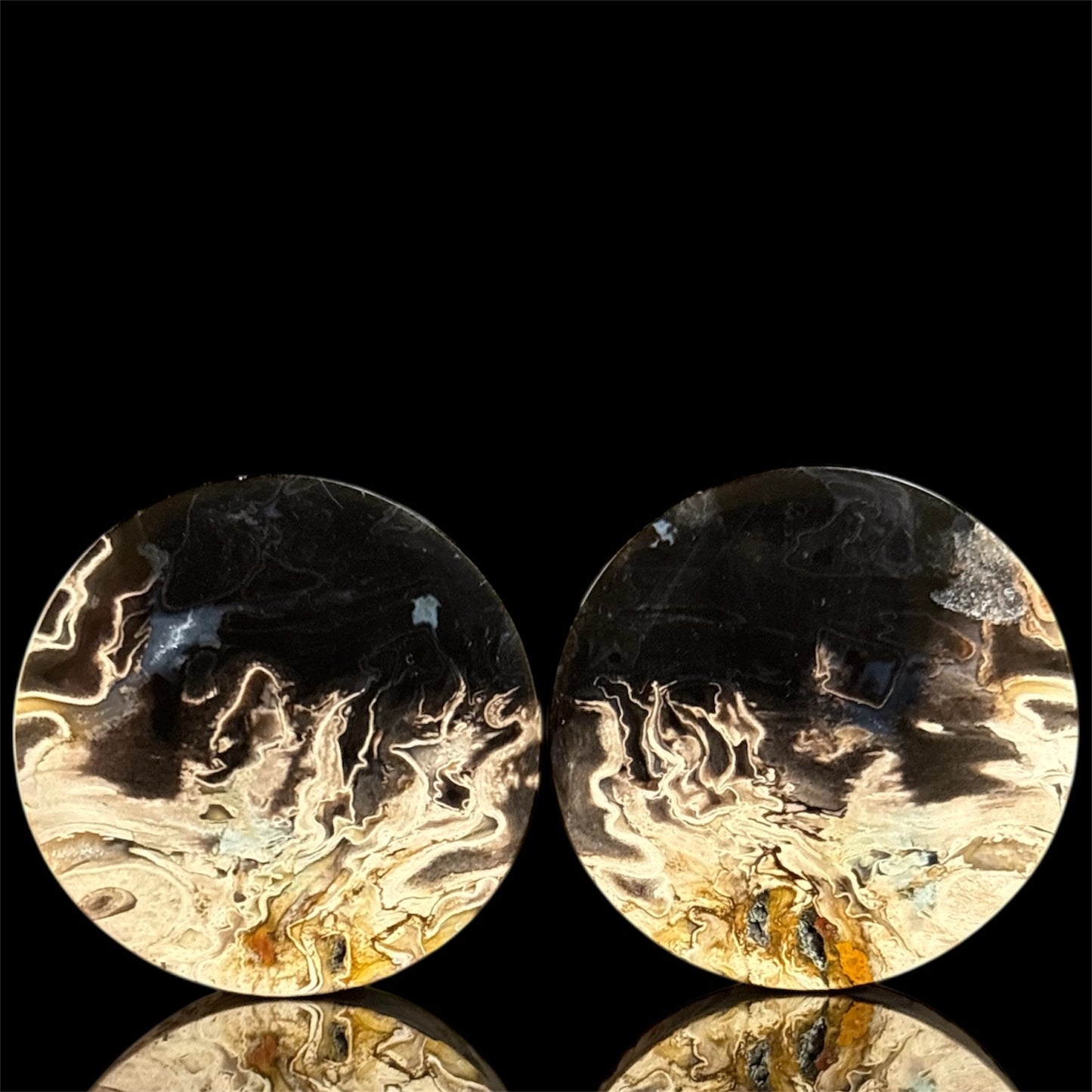1 1/2” / 38mm Petrified Palm root