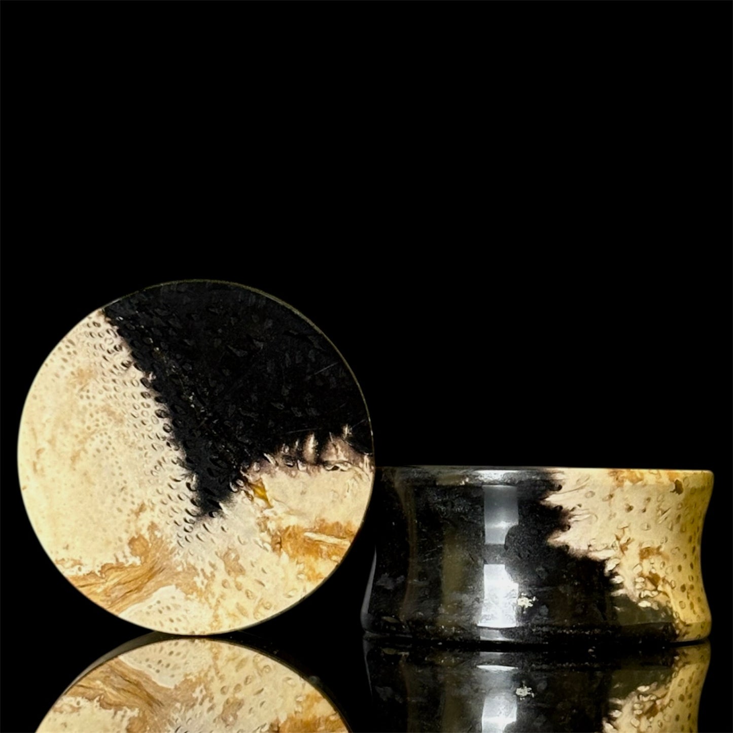 1” / 25mm Petrified Palm root