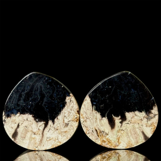 3/4" / 19mm Petrified Palm Root