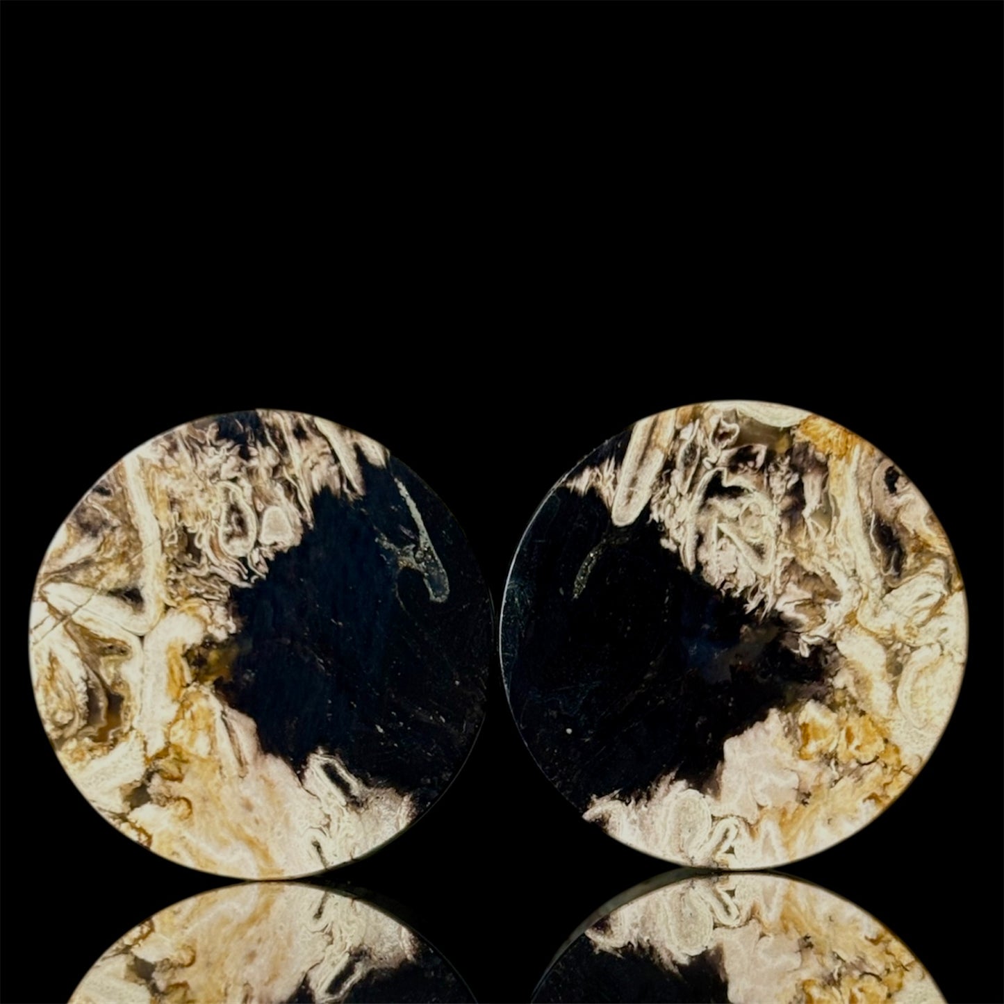 3/4” / 19mm Petrified Palm root
