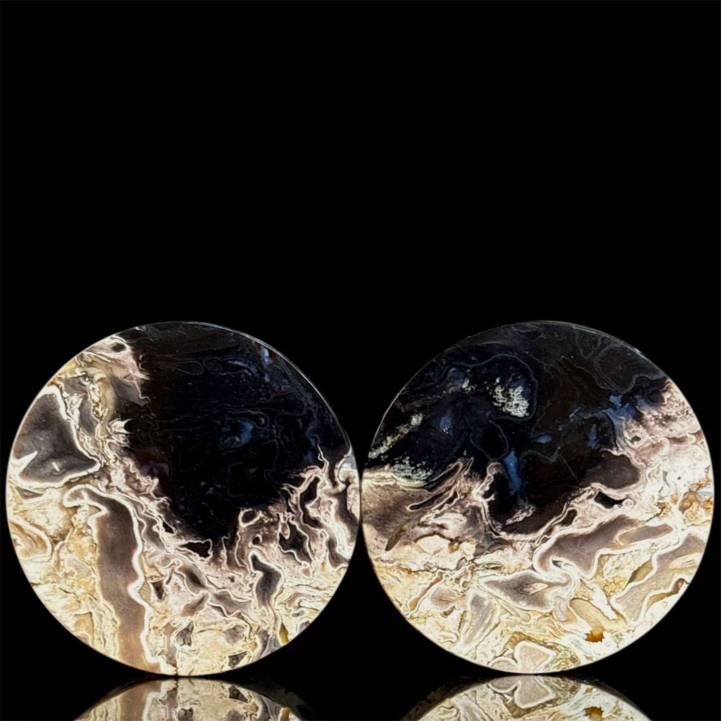 1 1/2” / 38mm Petrified Palm root