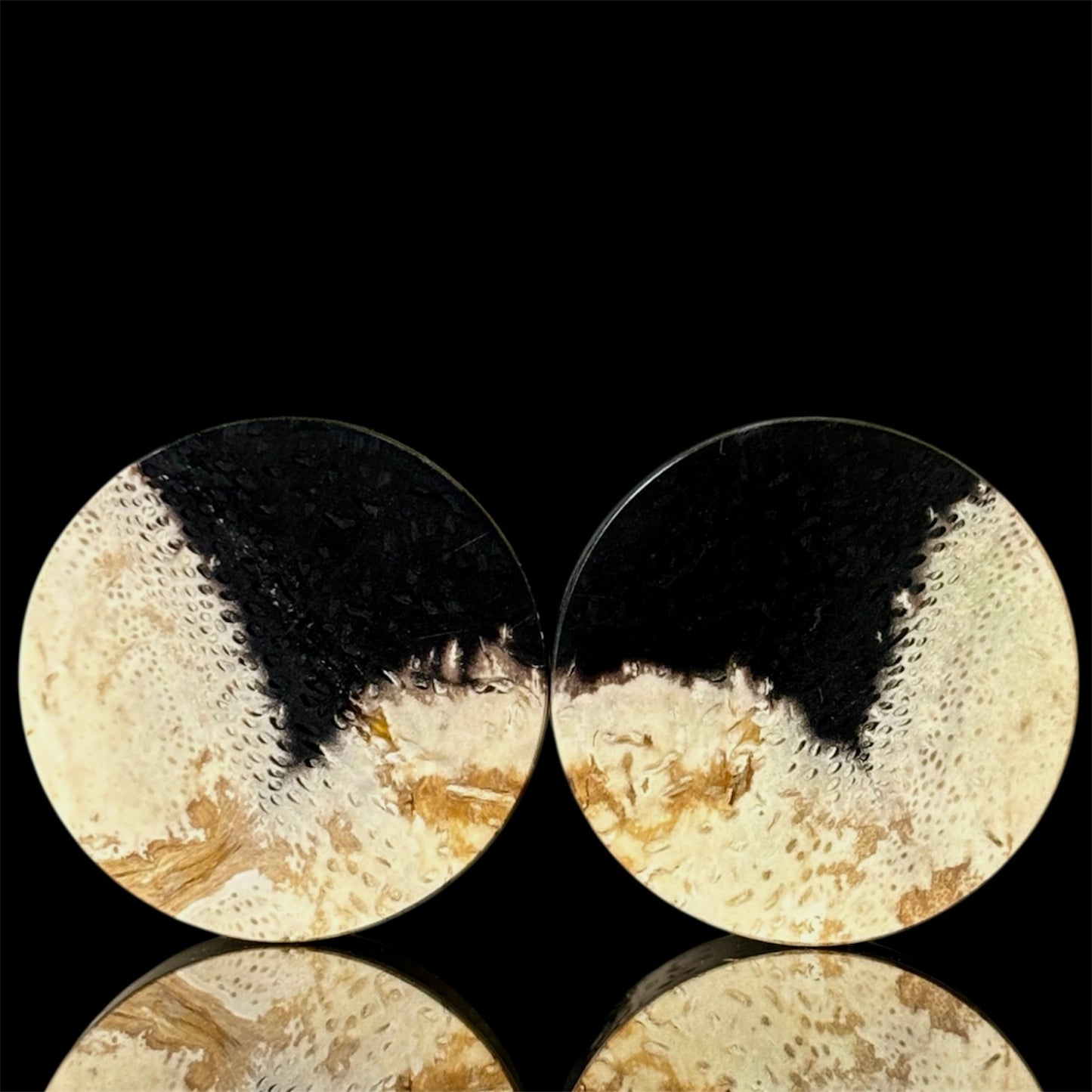 1” / 25mm Petrified Palm root