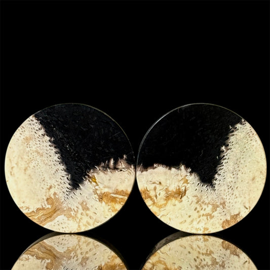 1” / 25mm Petrified Palm root