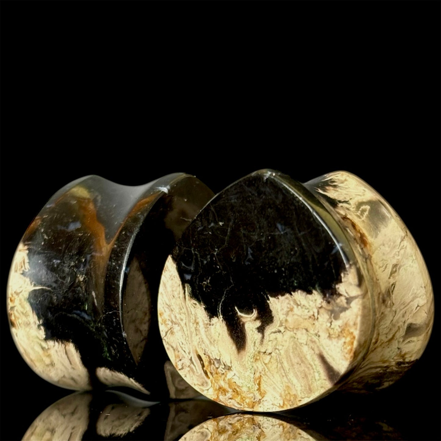 3/4" / 19mm Petrified Palm Root