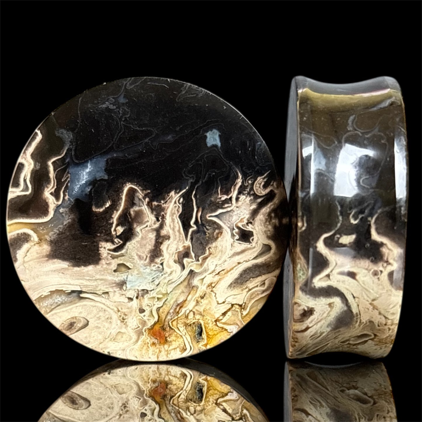 1 1/2” / 38mm Petrified Palm root