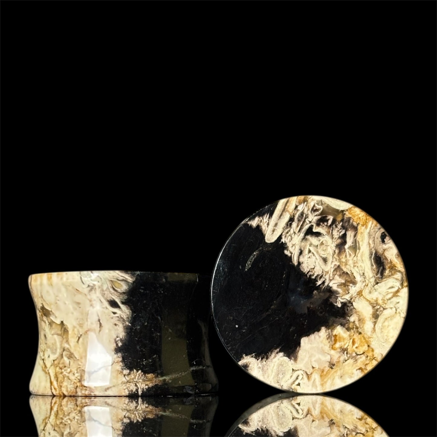 3/4” / 19mm Petrified Palm root
