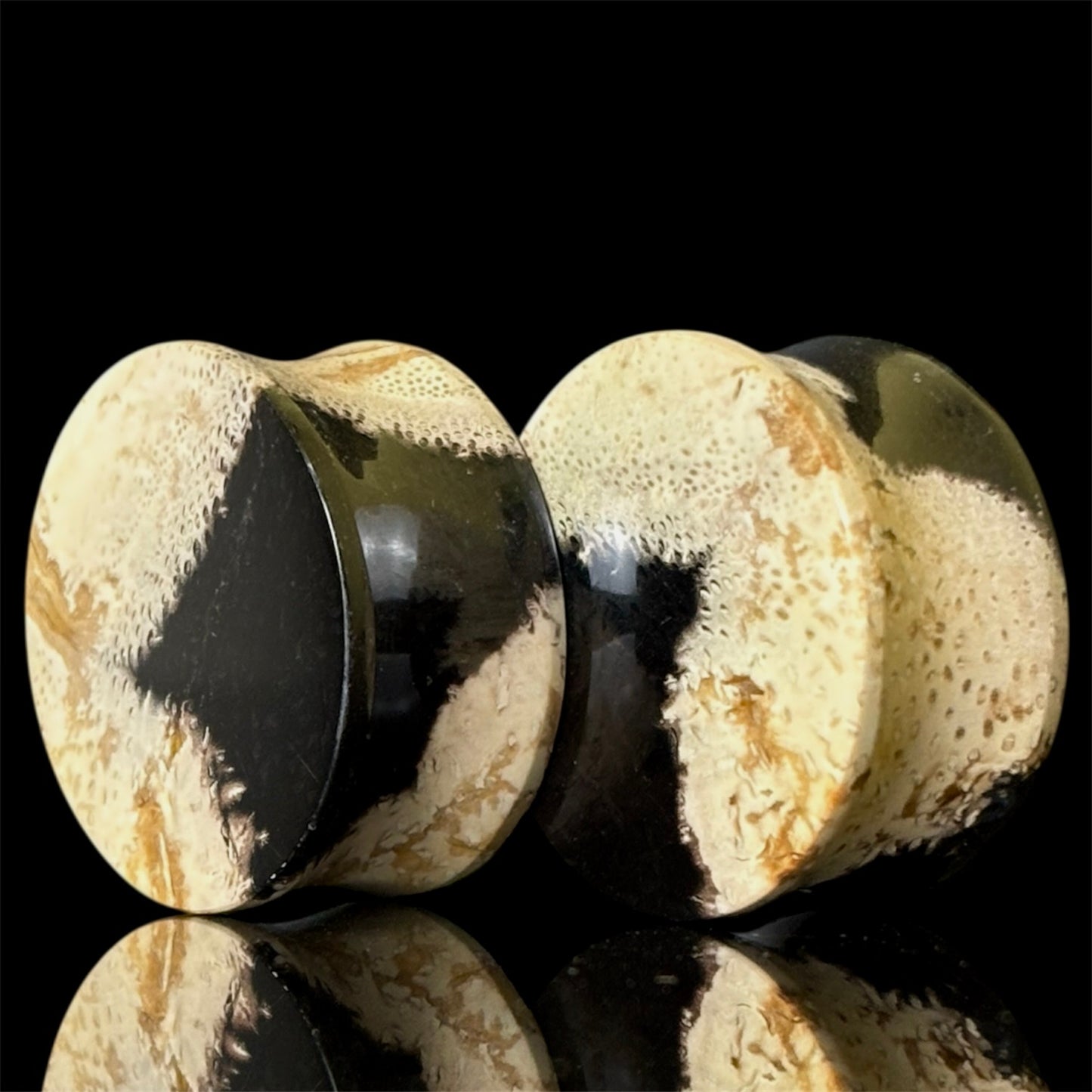 1” / 25mm Petrified Palm root