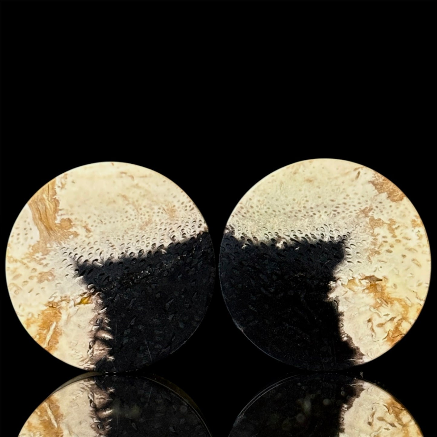 1” / 25mm Petrified Palm root