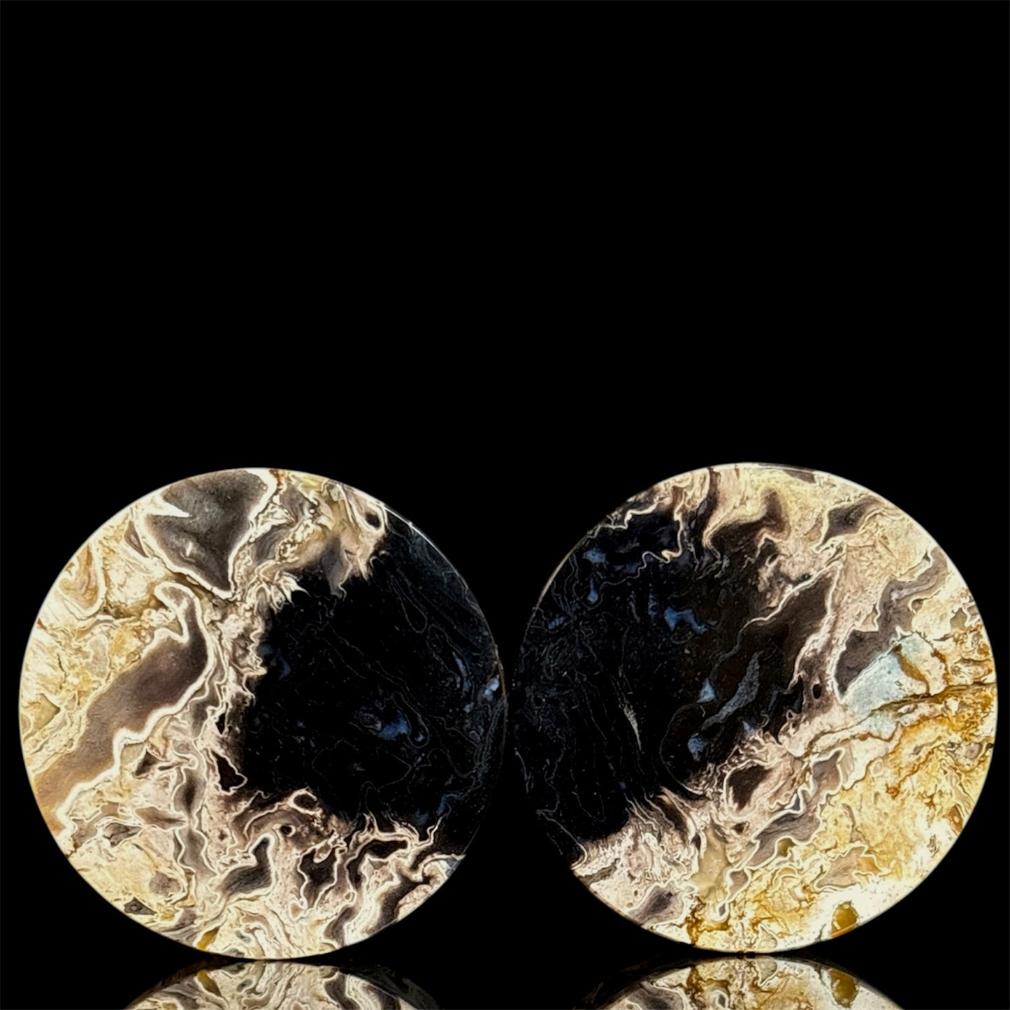 1 1/2” / 38mm Petrified Palm root