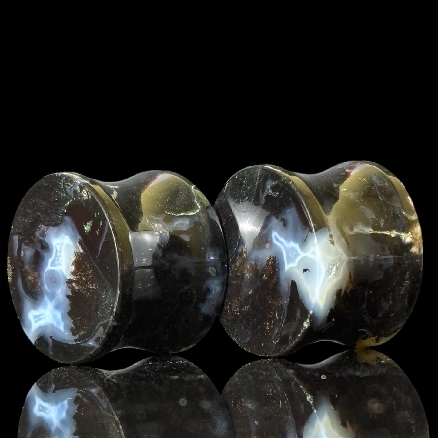 5/8” / 16mm Petrified Palm Root