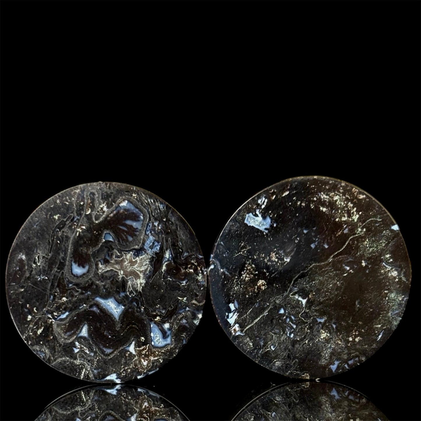 1” / 25mm Petrified Palm Root