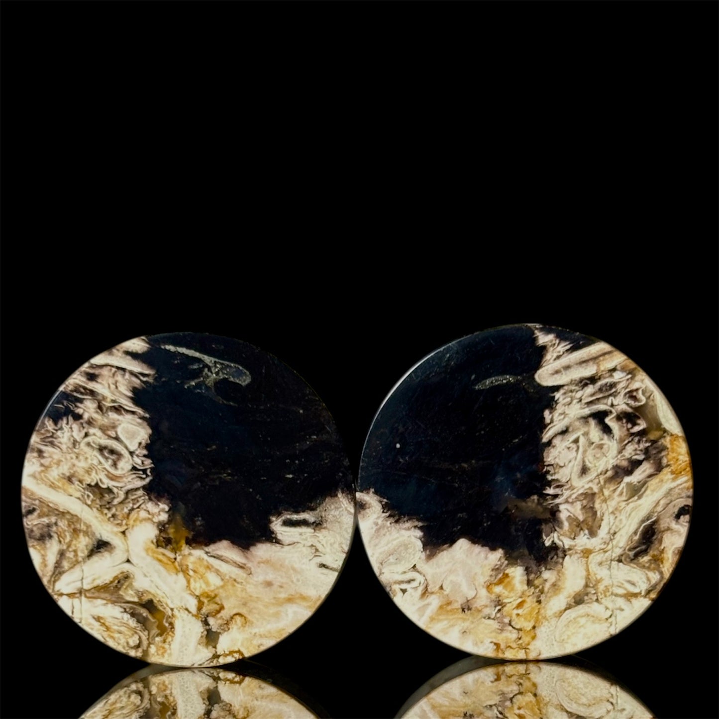 3/4” / 19mm Petrified Palm root