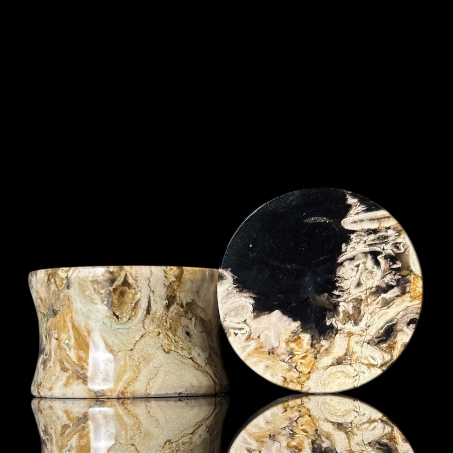 3/4” / 19mm Petrified Palm root
