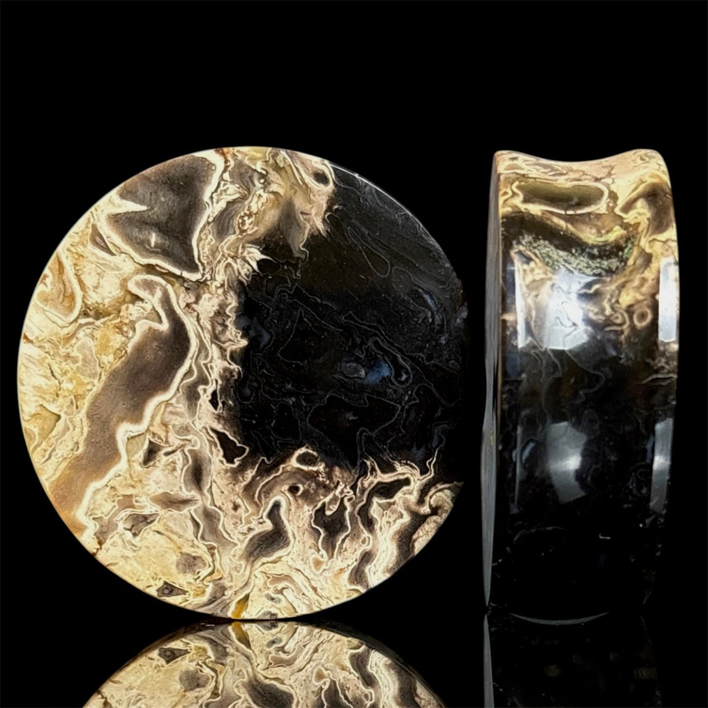 1 1/2” / 38mm Petrified Palm root