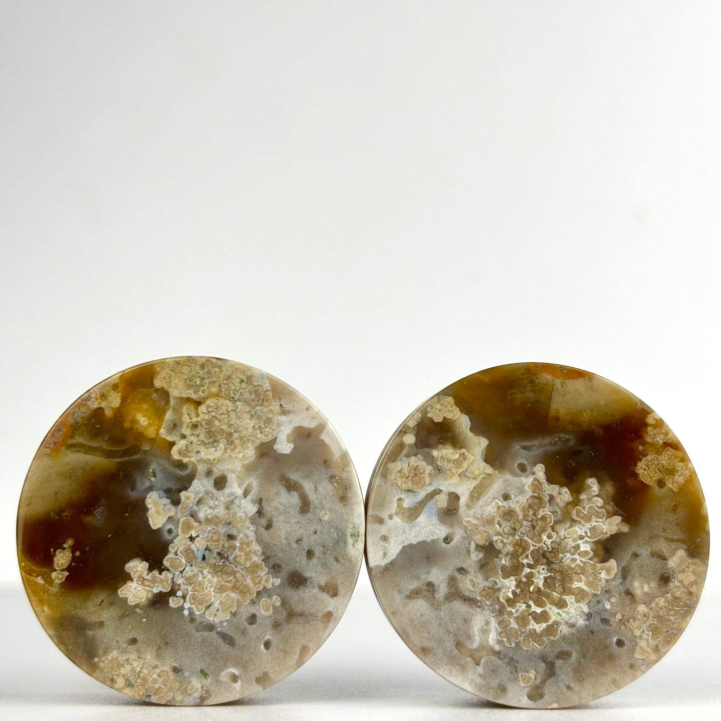 Agatized Palmwood 1 1/12"  (38mm)