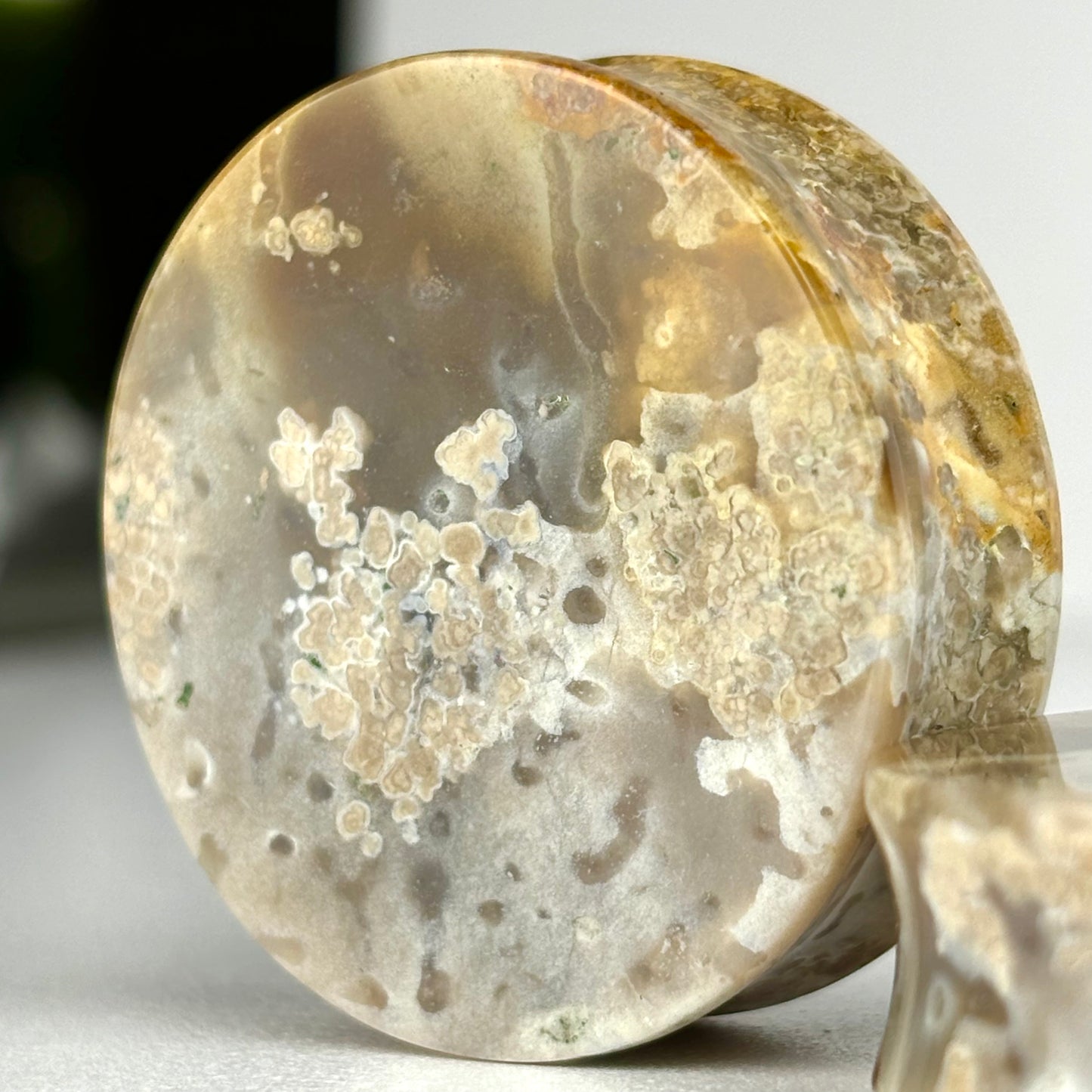 Agatized Palmwood 1 1/12"  (38mm)