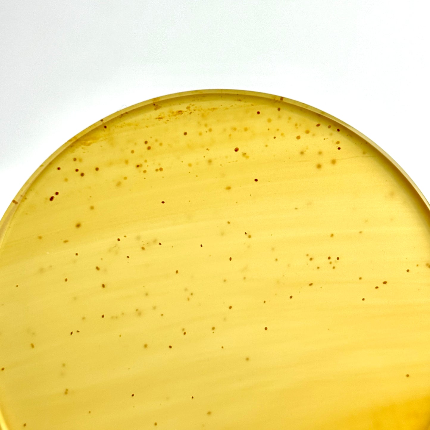 Amber 2" (50mm)