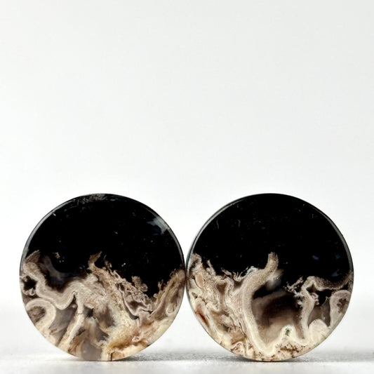 1/2" Petrified Palm Root