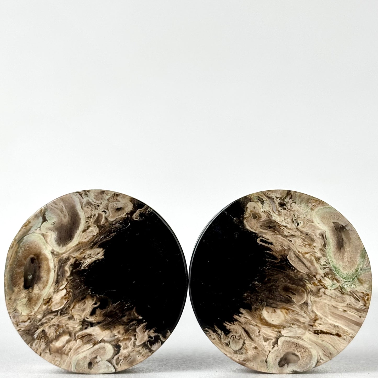 1" / 25mm Petrified Palm Root