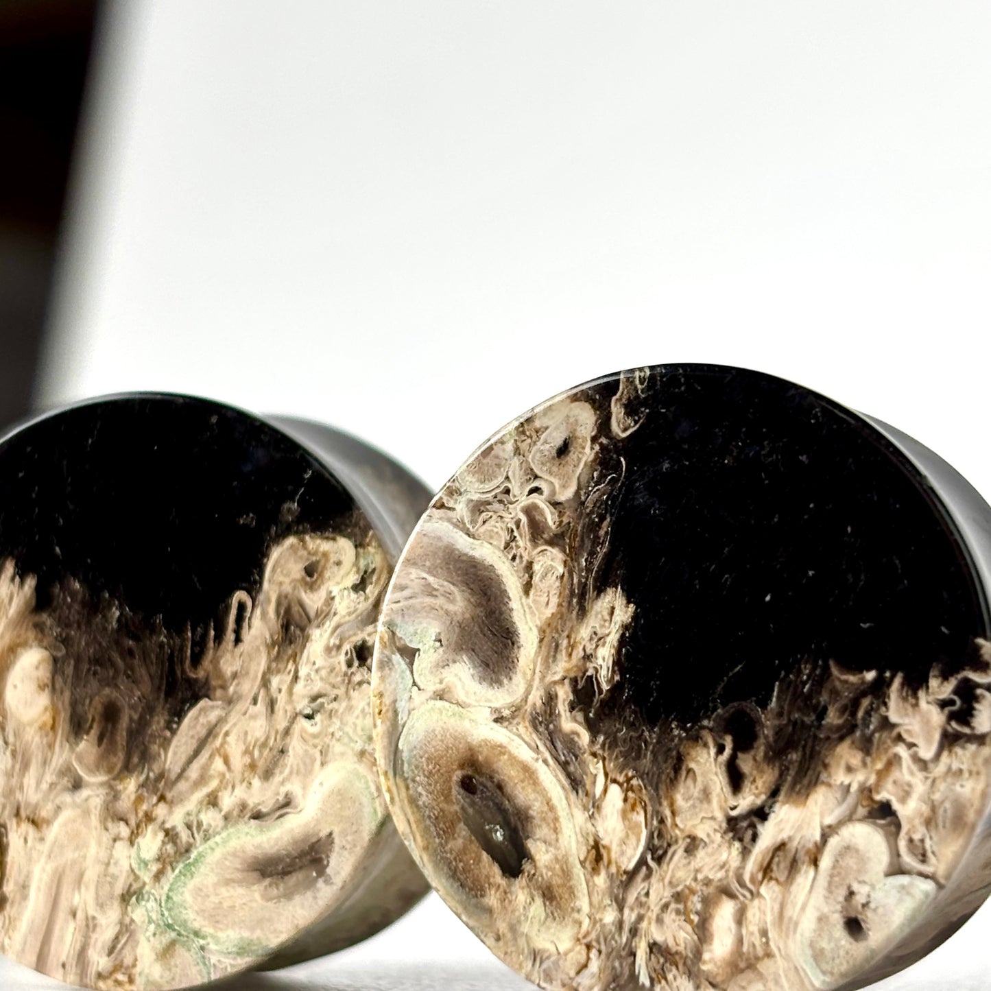 1" / 25mm Petrified Palm Root