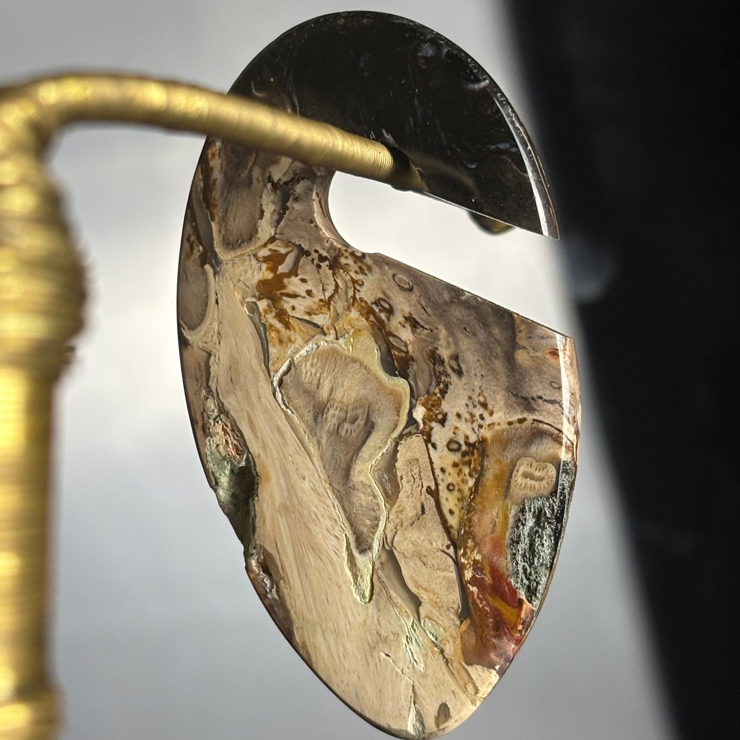 Petrified Palm Root Ear Weight