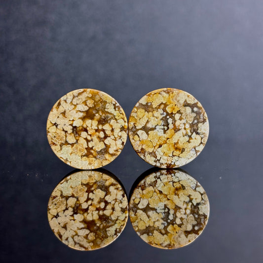 3/4" / 19mm Agatized Palm Wood