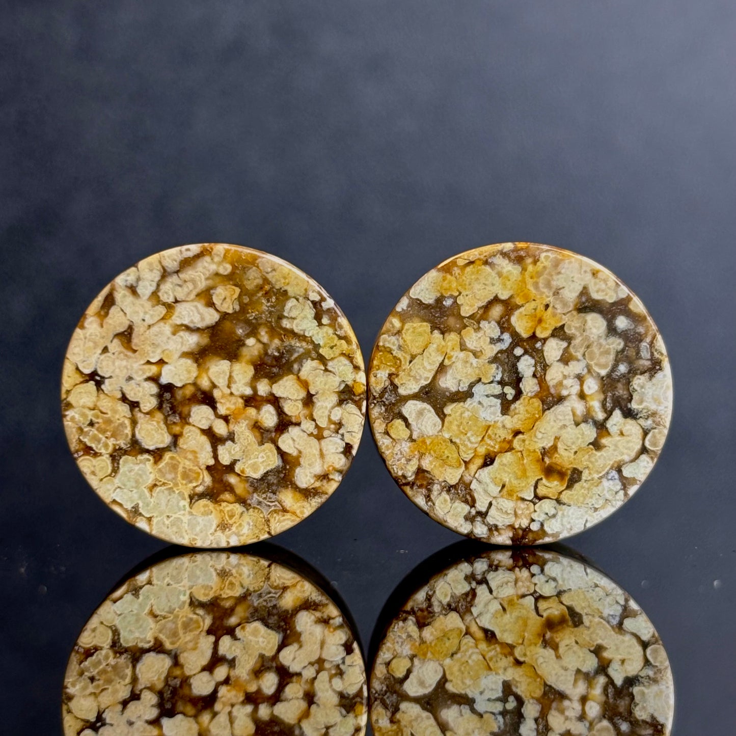 3/4" / 19mm Agatized Palm Wood