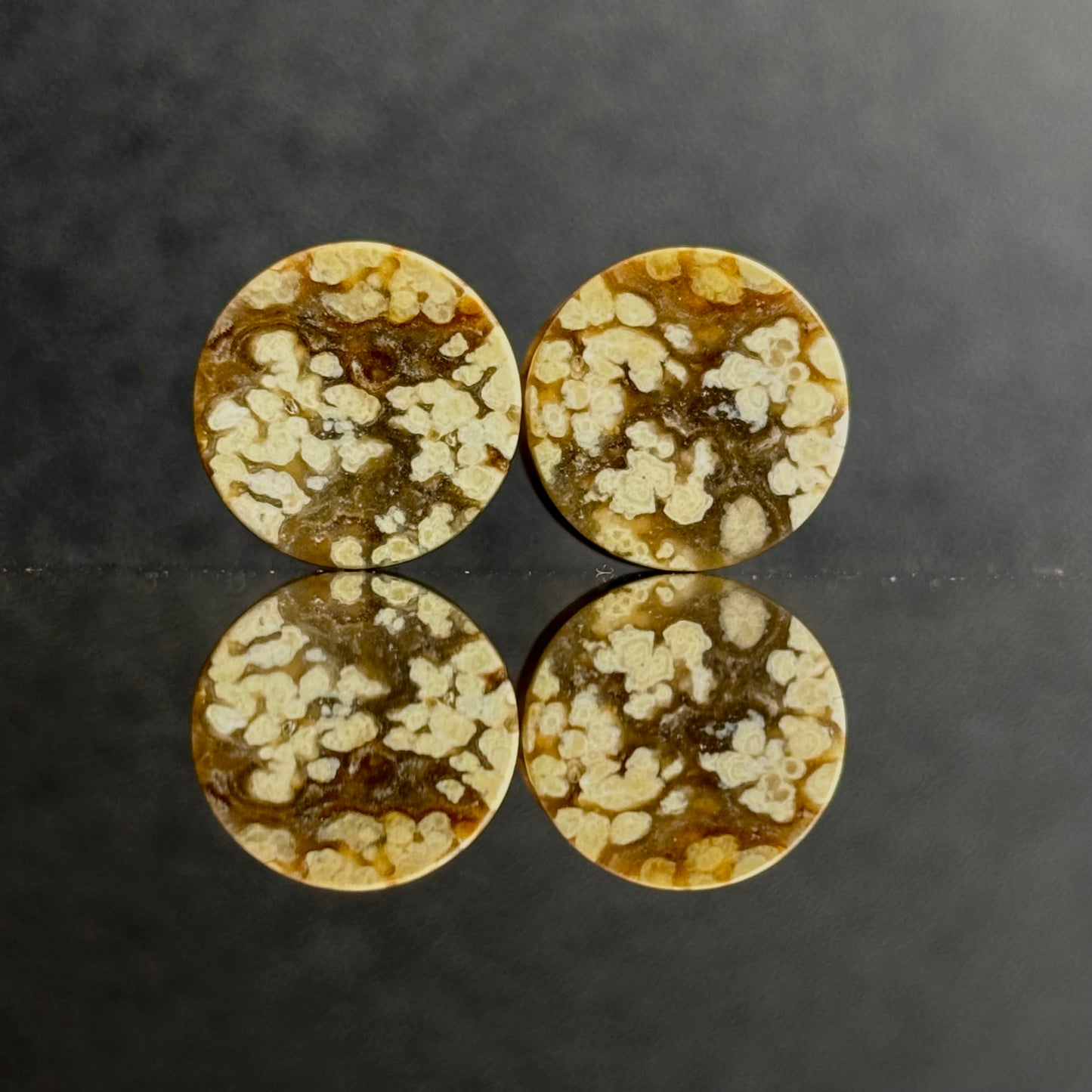 1/2 / 12mm Agatized Palm Wood