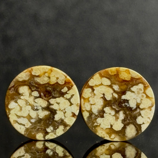 1/2 / 12mm Agatized Palm Wood