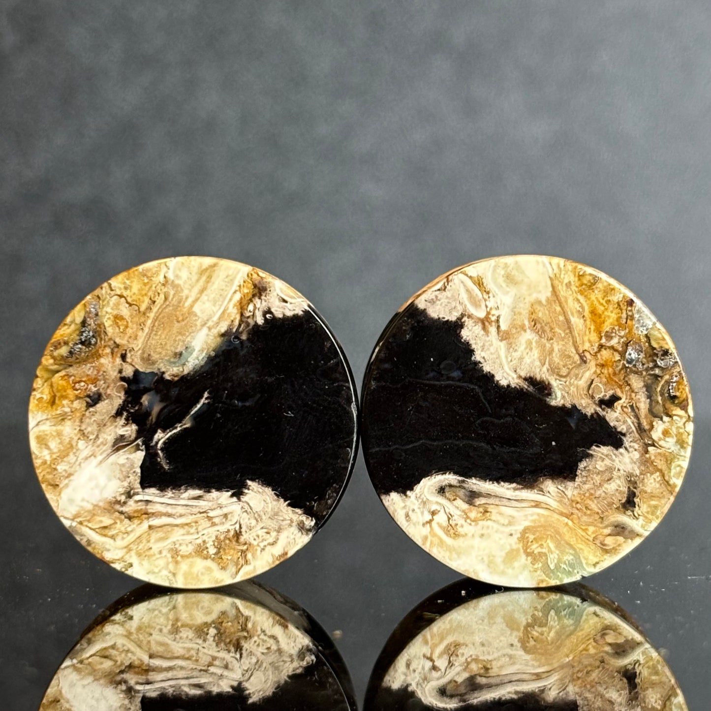 7/8" / 22mm Petrified Palm Root