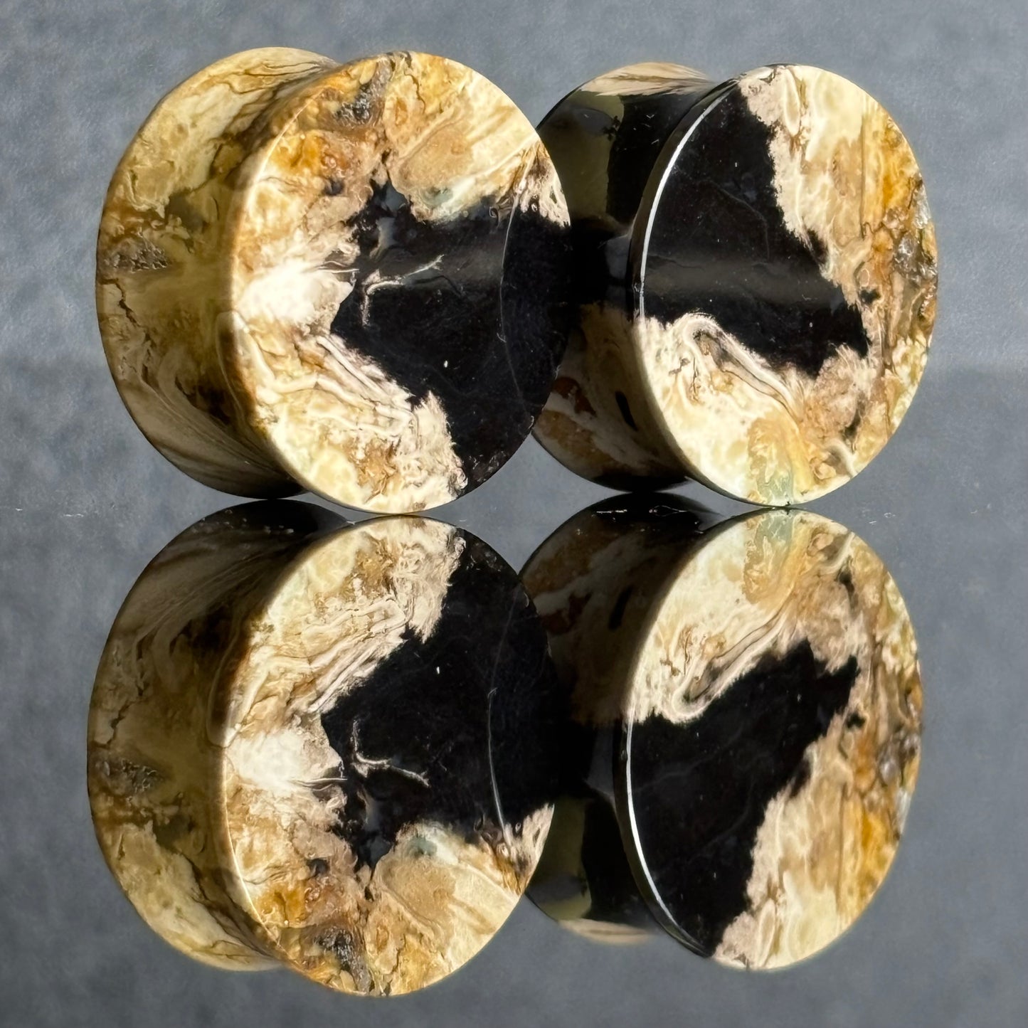 7/8" / 22mm Petrified Palm Root