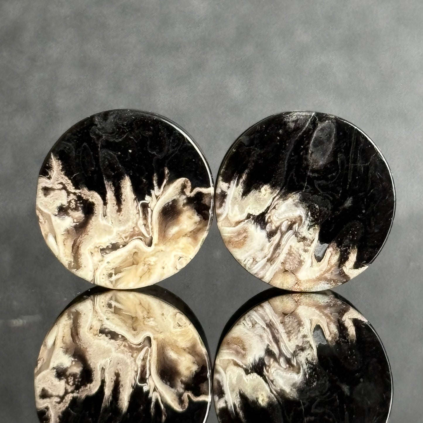 9/16" / 14mm Petrified Palm Root