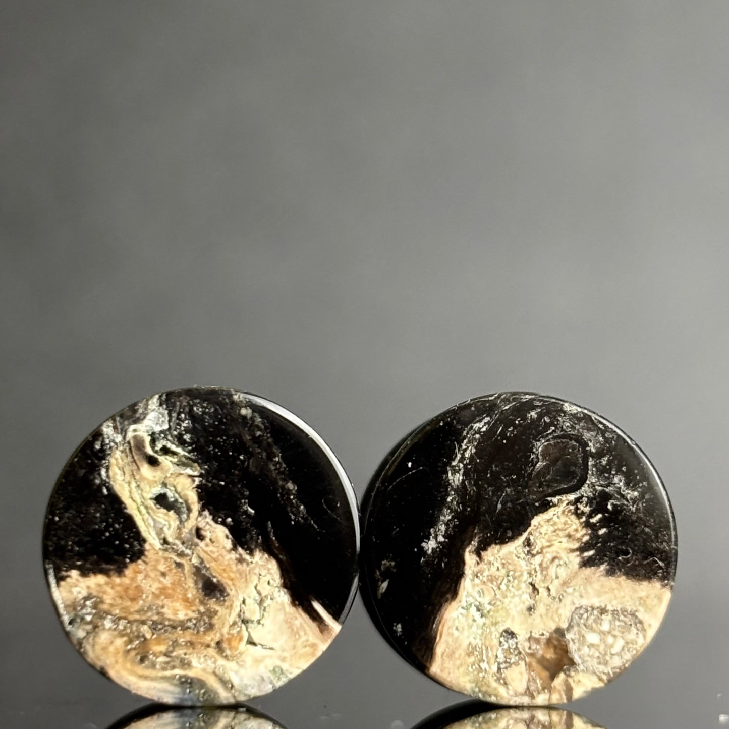 1/2"/ 12.5mm Petrified Palm Root