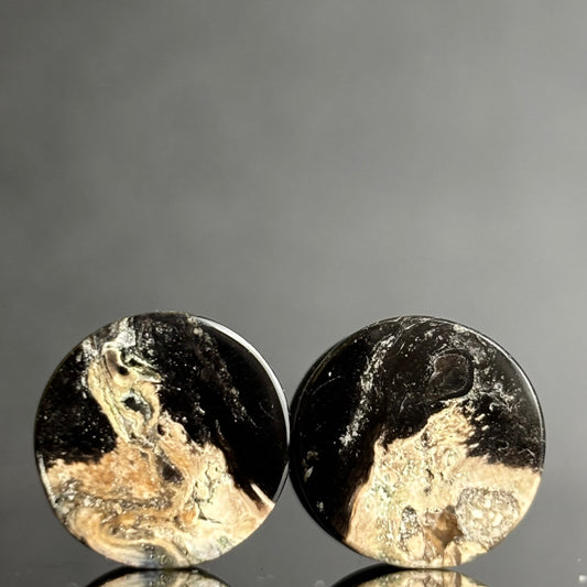 1/2"/ 12.5mm Petrified Palm Root