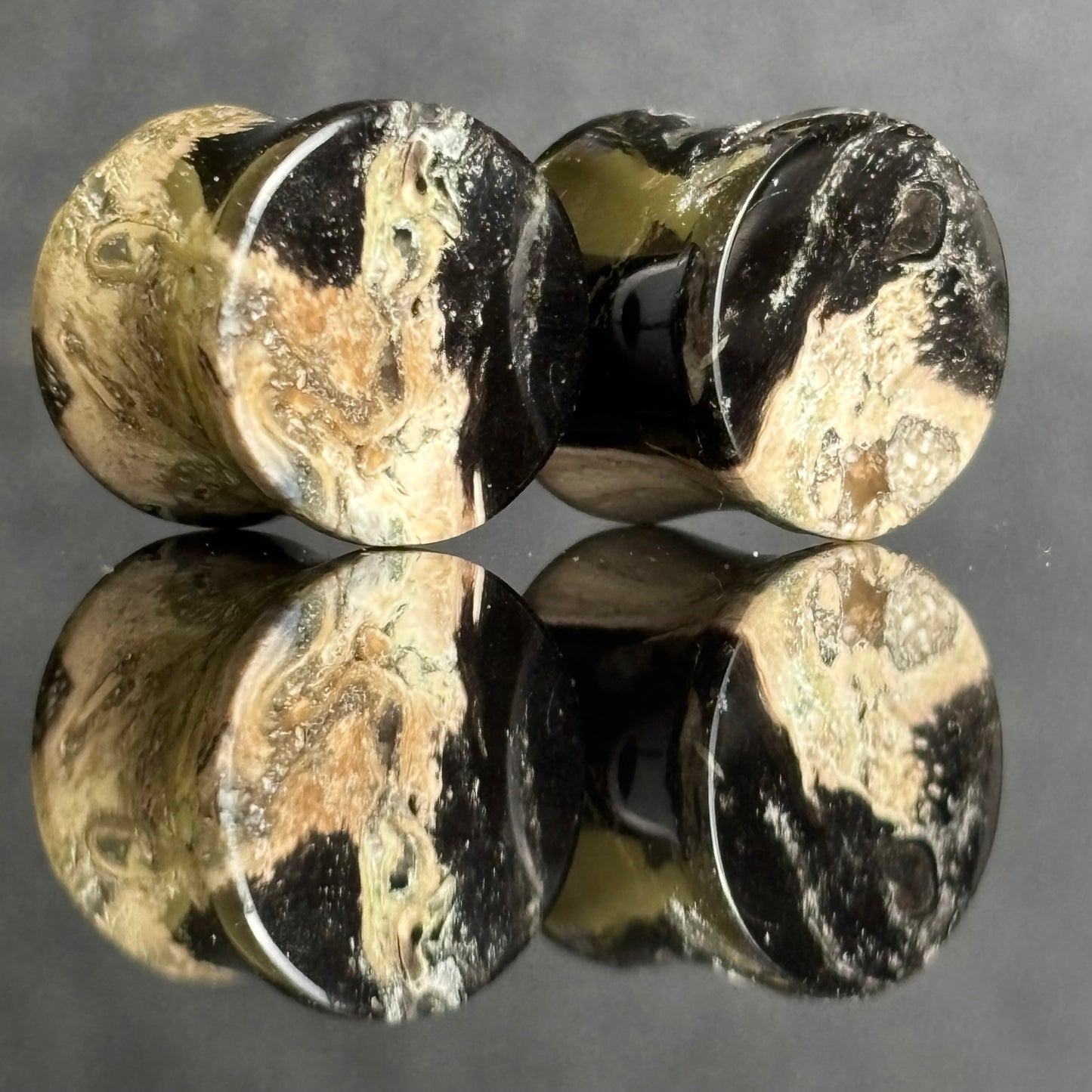 1/2"/ 12.5mm Petrified Palm Root