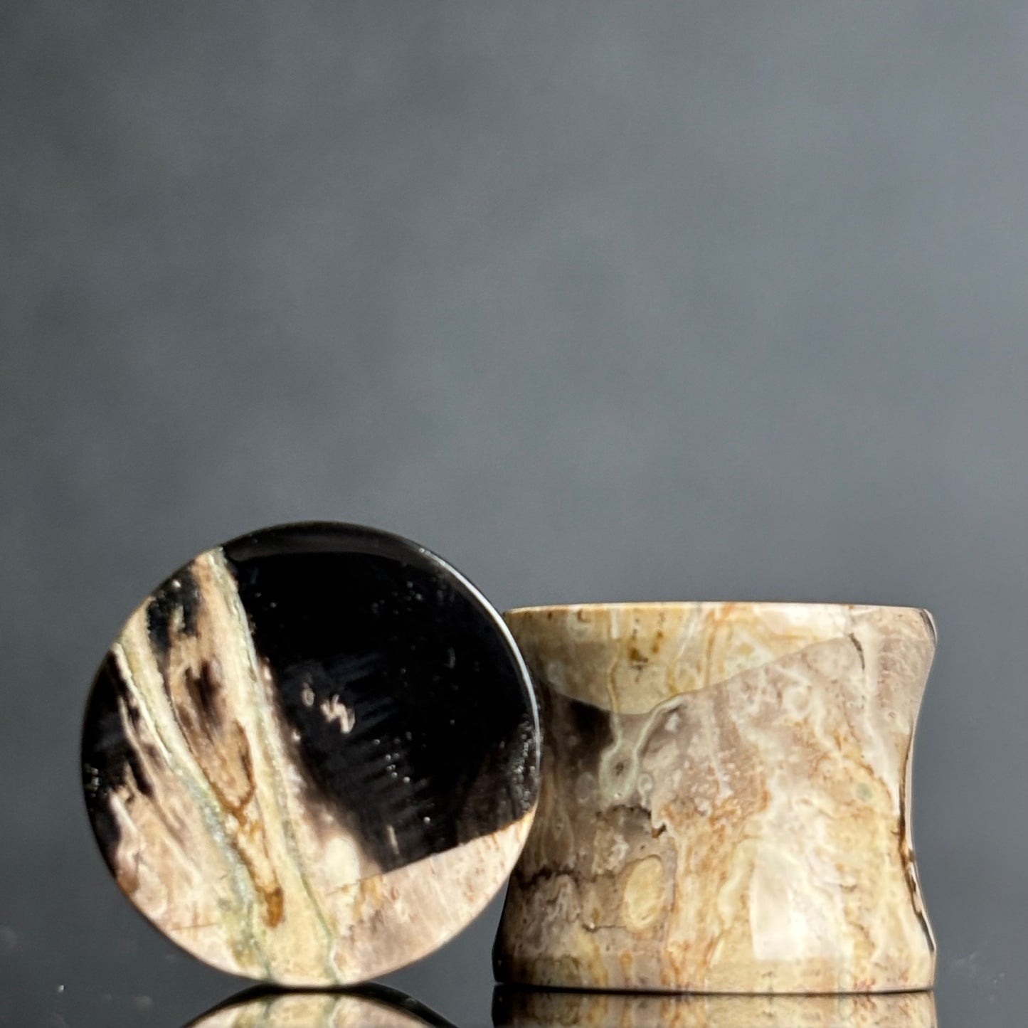 9/16" / 14mm Petrified Palm Root