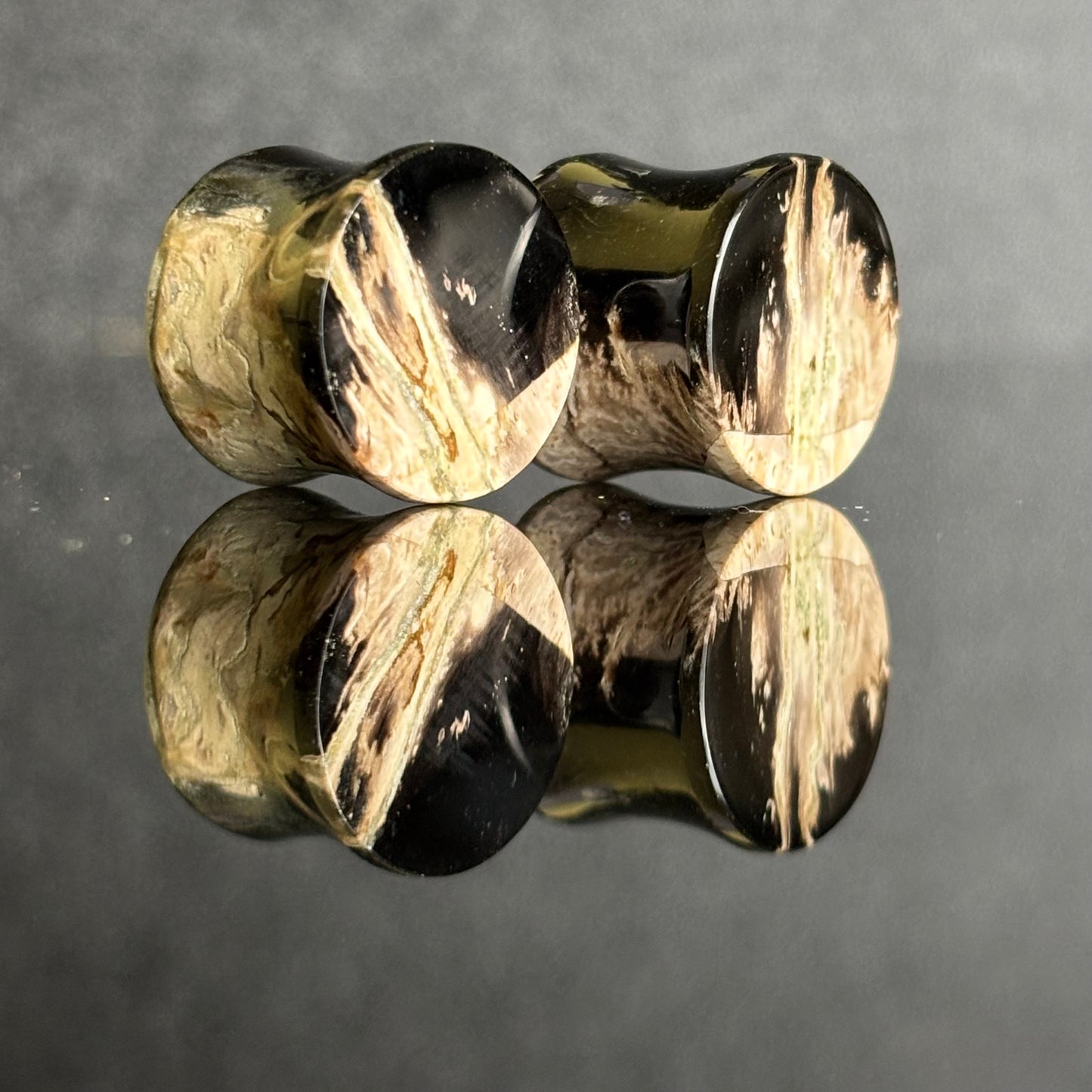 9/16" / 14mm Petrified Palm Root