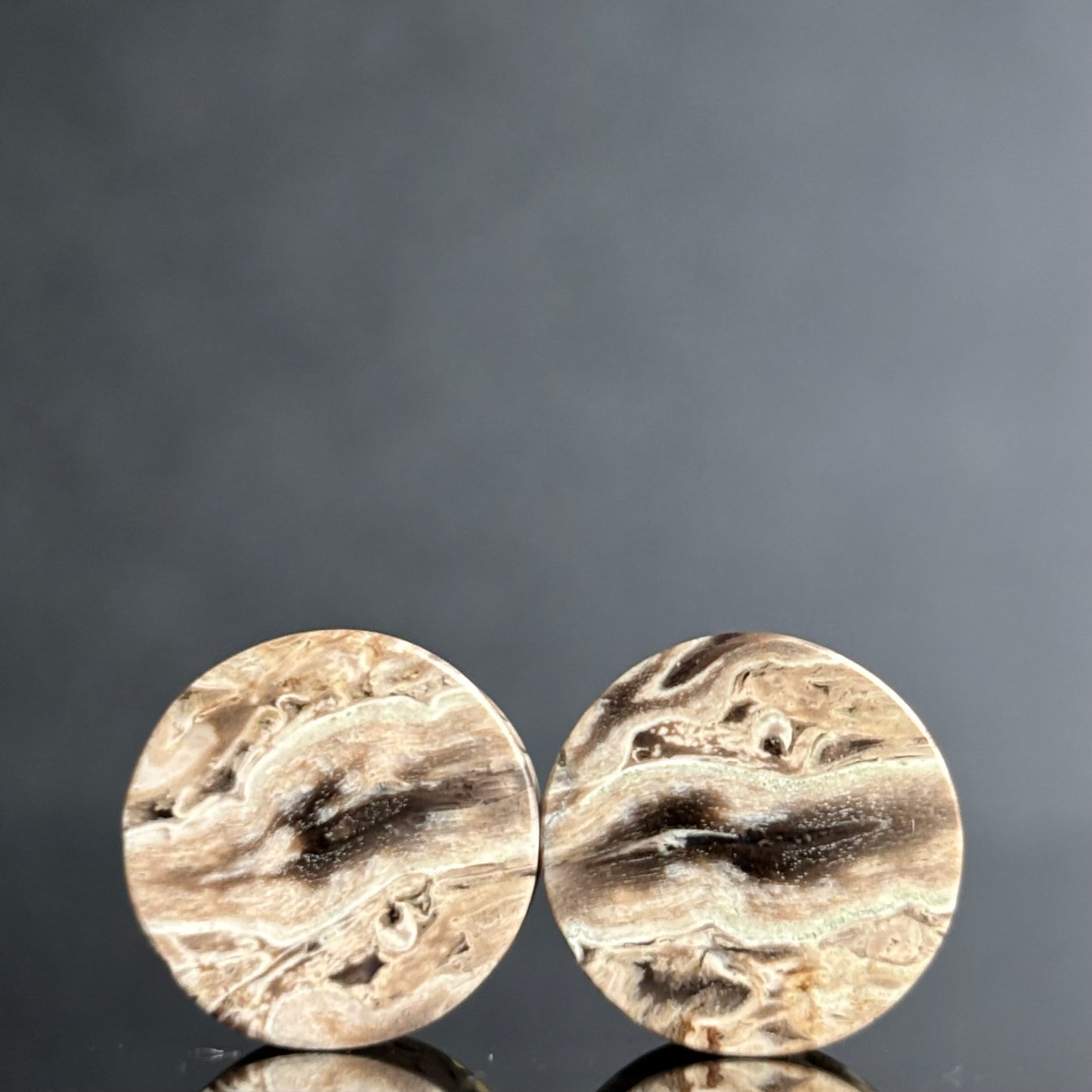 1/2" / 12.5mm Petrified Palm Root
