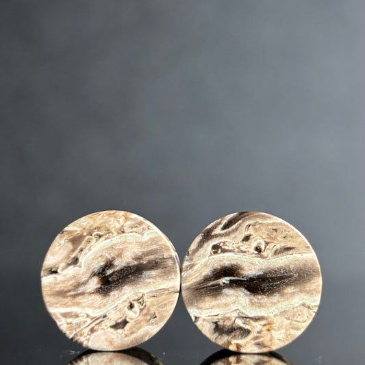 1/2" / 12.5mm Petrified Palm Root
