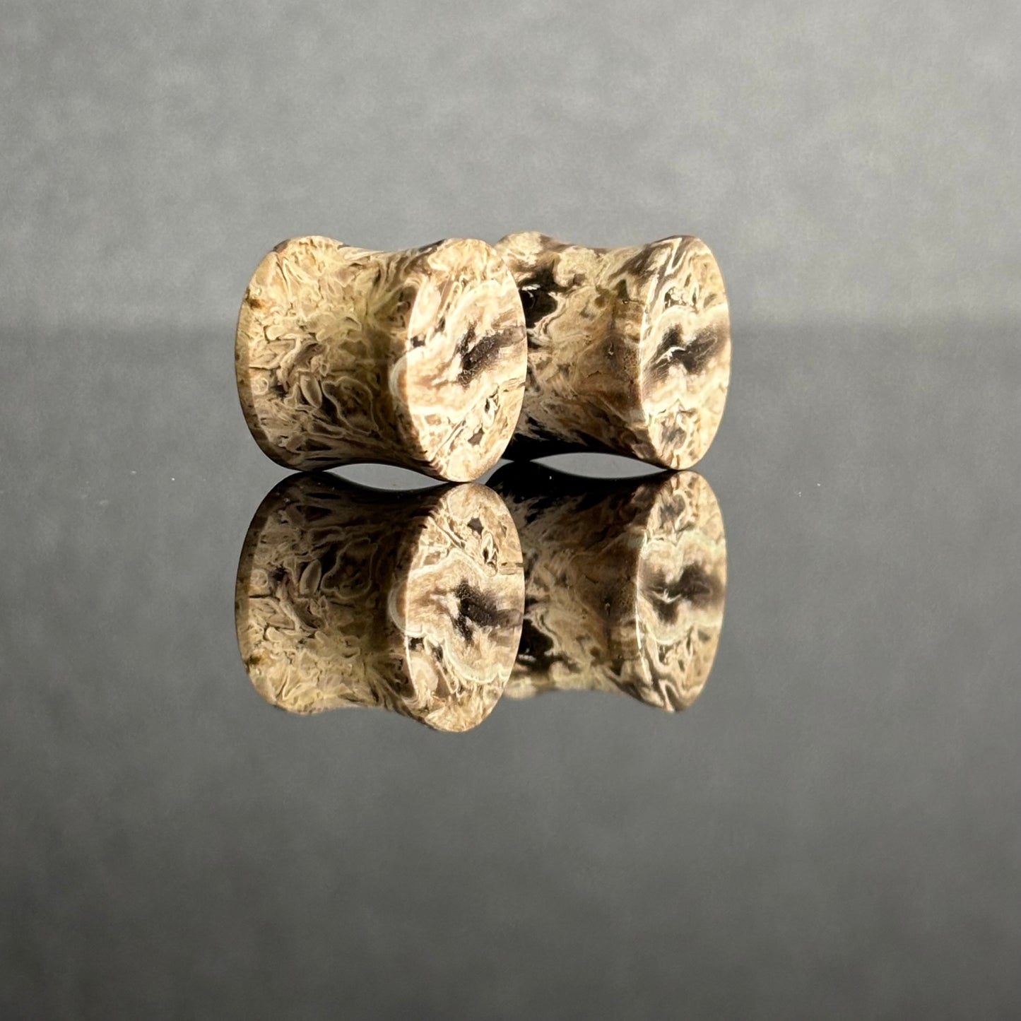 1/2" / 12.5mm Petrified Palm Root