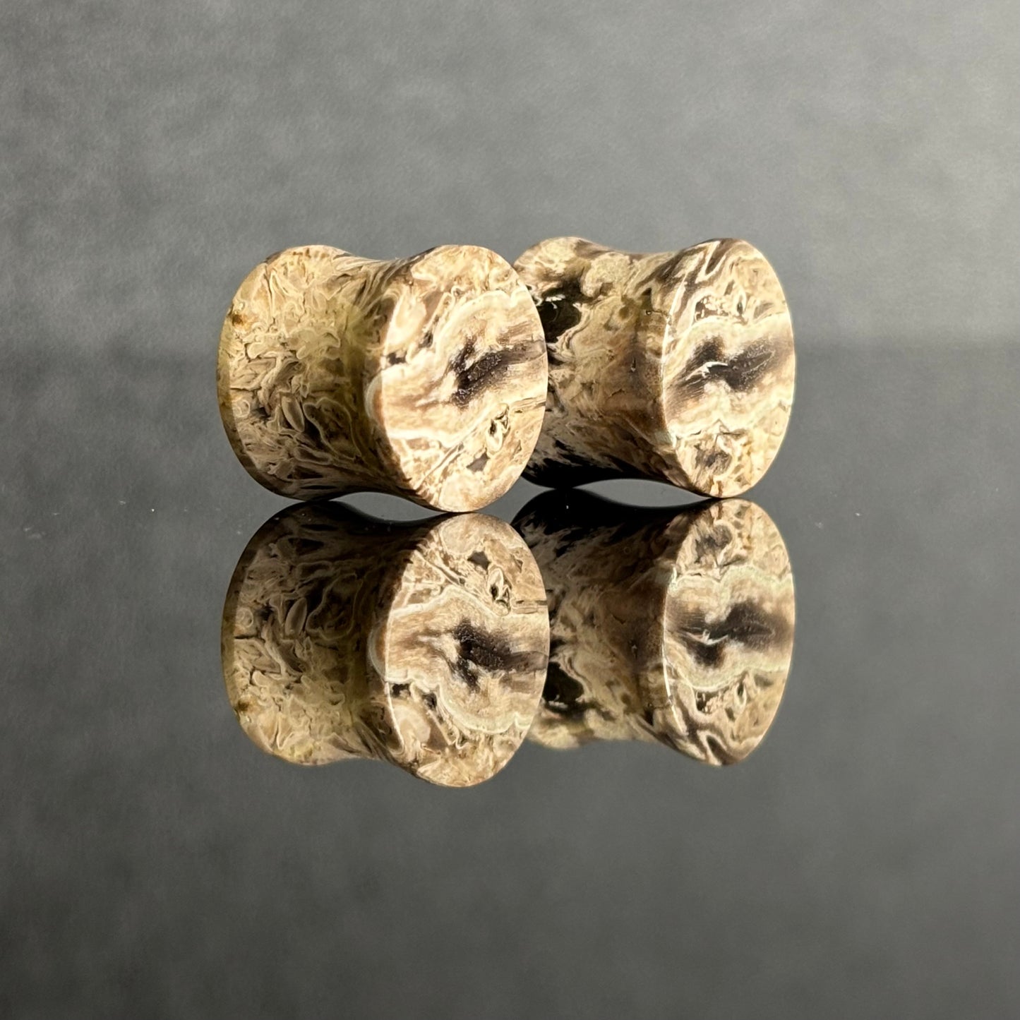 1/2" / 12.5mm Petrified Palm Root