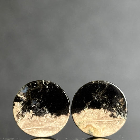 7/ 16" / 11mm Petrified Palm Root